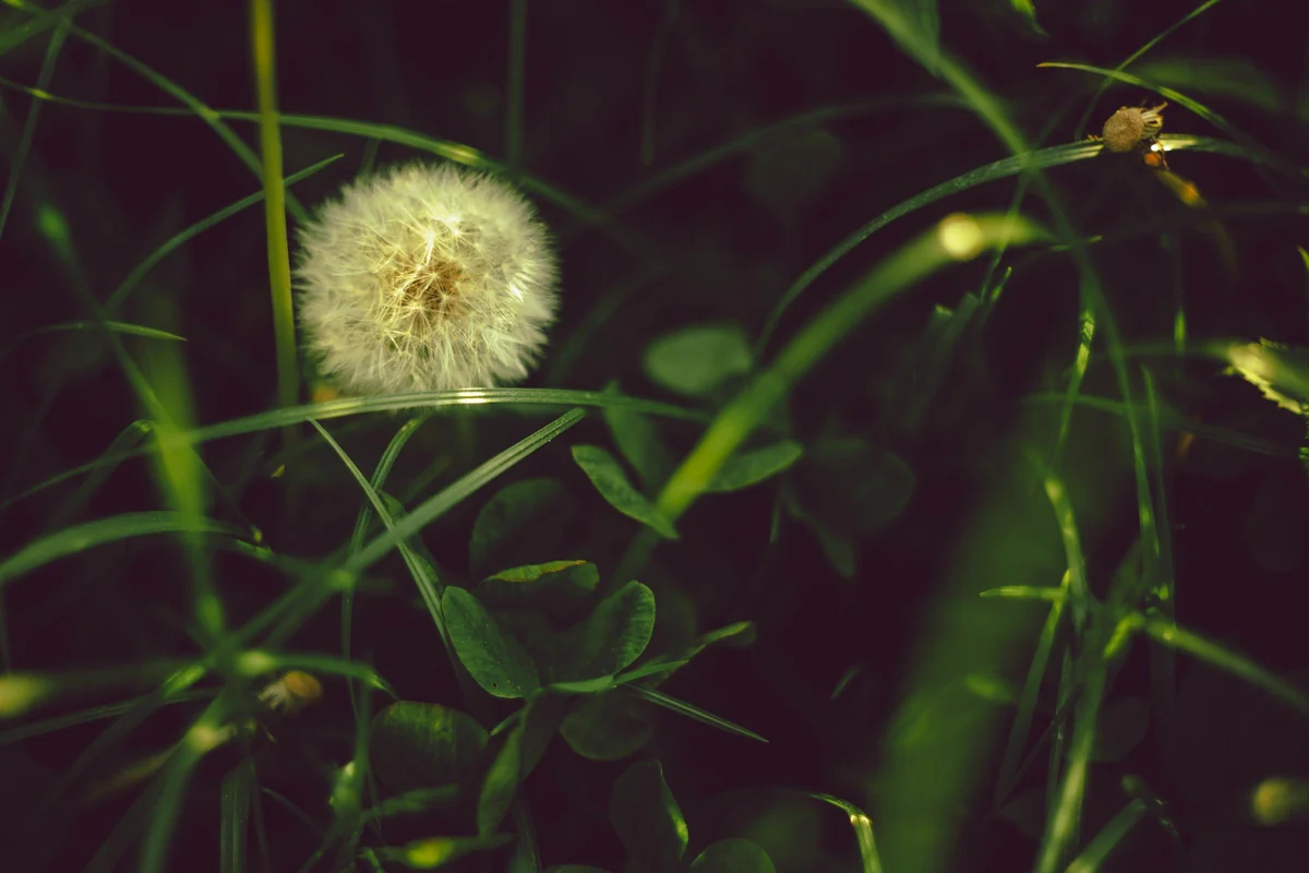 Obiektywy M42 - Helios 44-2 — zdjęcie 3